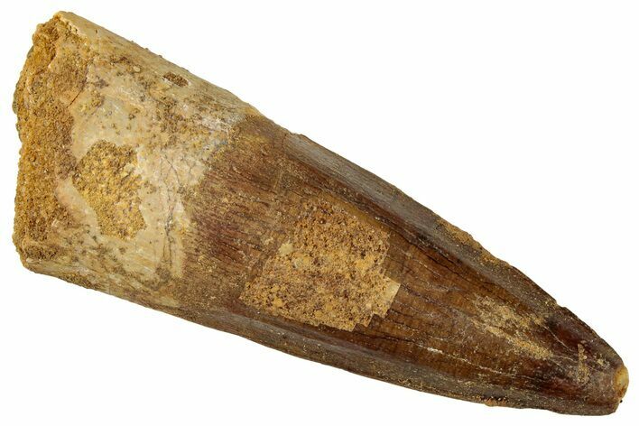 Fossil Spinosaurus Tooth - Real Dinosaur Tooth #326289